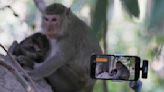 Cruelty for clicks: Cambodia is investigating YouTubers' abuse of monkeys at the Angkor UNESCO site