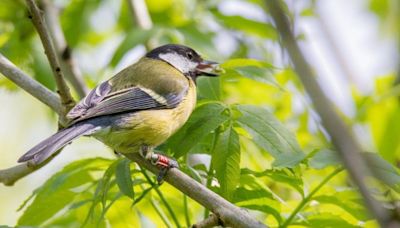 Wild birds 'remember' where and when they find food