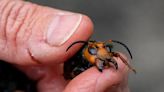 Vespas asiáticas assassinas: conheça o inseto que come 11 quilos por ano e é motivo de alerta na Europa