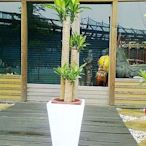 (巴西鐵樹+四方錐水磨石)~最佳室內盆栽~送禮-祝賀-居家擺飾