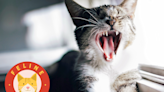 How Many Teeth Do Cats Have? Here's What the Kitty Dentist Says