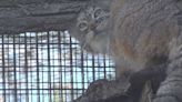 Red River Zoo highlights importance of Pallas Cats Species Survival Plan