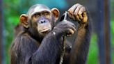 Chimpanzees Found To Share Humans' Style Of Conversing