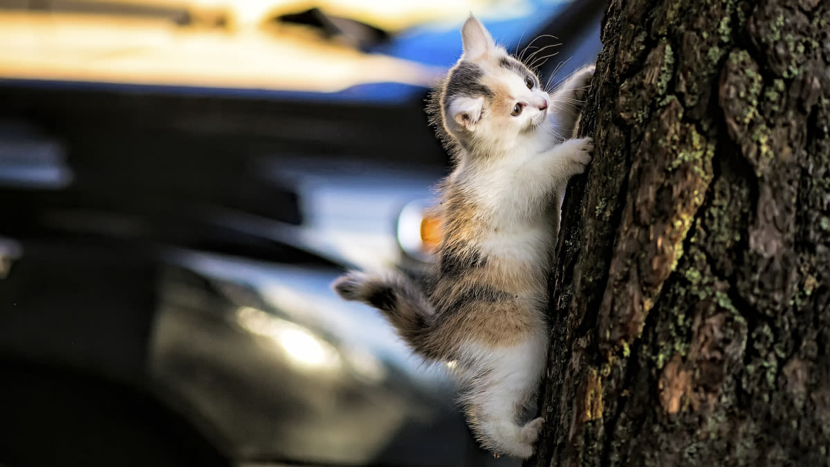 'Train' of Kittens Climbing Up Tree Is Too Cute to Resist