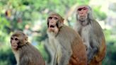 G20 summit's plan to scare off monkeys by mimicking their 'natural enemies' may work – but not for the reasons it's supposed to