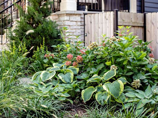 32 Easy Perennials for Shade That Will Bloom All Summer Long