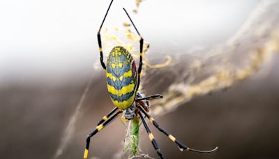 Have those scary flying spiders landed in your neighborhood yet?