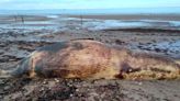 Public warned to stay away after dead minke whale washes up on Lossiemouth West Beach