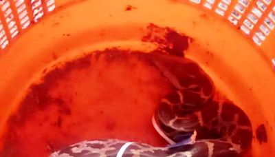 Bantwal: Python found in plastic waste bin at government school