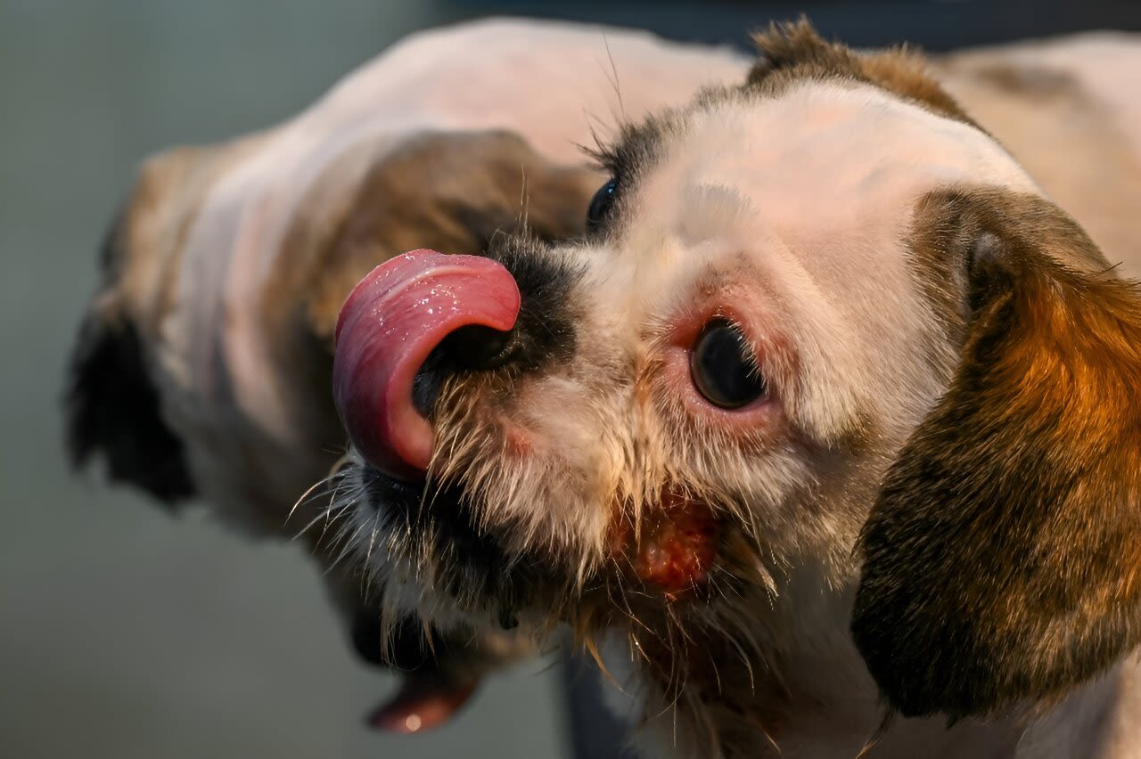 Pet dogs and strays suffer in Asia heat wave