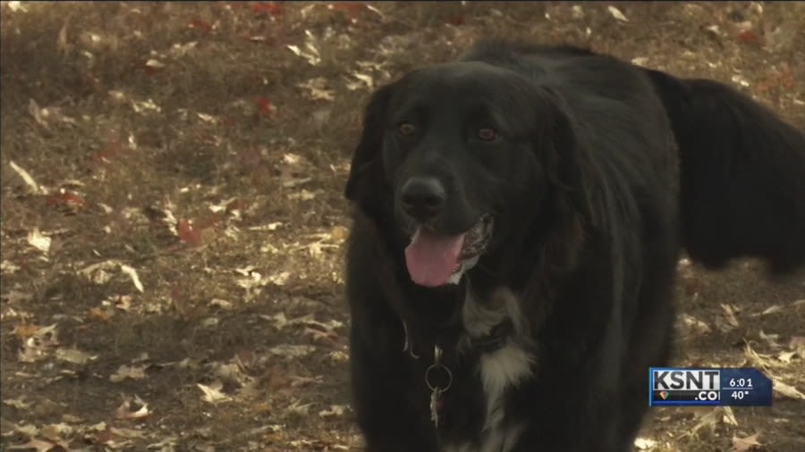 Topeka shelter suspects more pets to be found following the Fourth of July