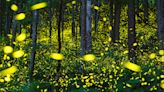 Synchronous fireflies in Great Smoky Mountains: 2024 viewing lottery, dates announced