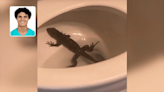 Dolphins’ Jaelan Phillips surprised to find iguana in toilet - WSVN 7News | Miami News, Weather, Sports | Fort Lauderdale