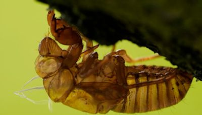 Think cicadas are weird? Check out superfans, who eat the bugs, use them in art and even striptease