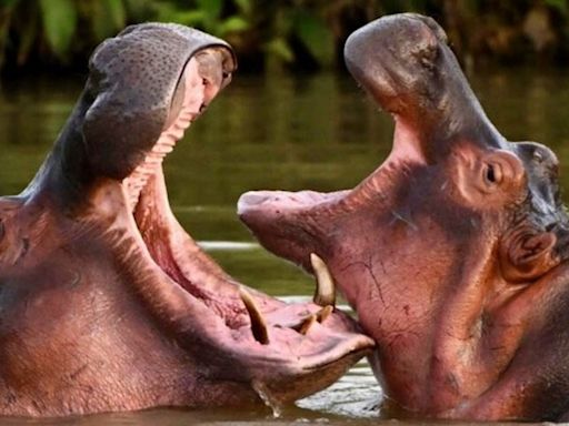 Colombian court orders Escobar's hippos to be hunted