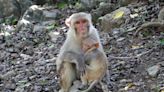 Monos más empáticos tras devastación del huracán María en isla-laboratorio de Puerto Rico