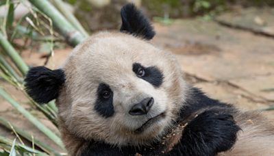 Pair of giant pandas set to travel from China to San Diego Zoo under conservation partnership