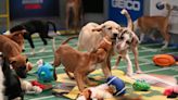 How to Watch the Puppy Bowl Online For Free to See Team Ruff & Team Fluff Face Off