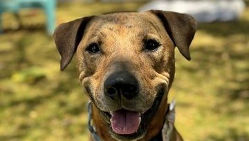 Maui Humane Society urges community to foster animals to alleviate capacity crisis | News, Sports, Jobs - Maui News