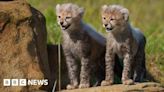 Yorkshire Wildlife Park cheetah cubs take first outdoor steps