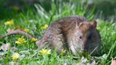 Rats will not enter gardens that have four plants theses pests can’t stand