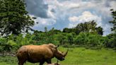 Billionaire-Backed Nonprofit Begins Relocating Key Rhino Herd