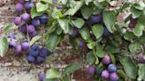 The best fruit trees for small gardens