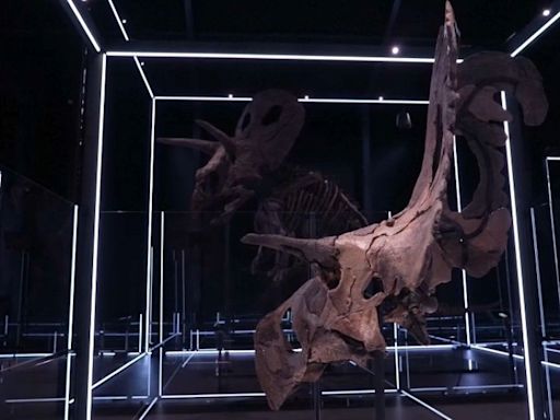 El Museo danés de la Evolución expone Lokiceratops, una nueva especie de dinosaurio