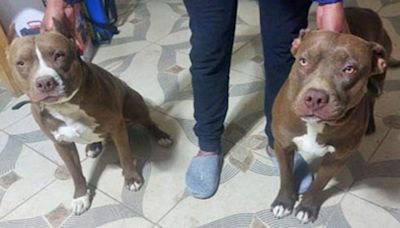 Dos pitbulls atacan a una mujer y le destrozan la oreja derecha