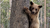 California wildlife officials investigate report of young bear shot near South Lake Tahoe