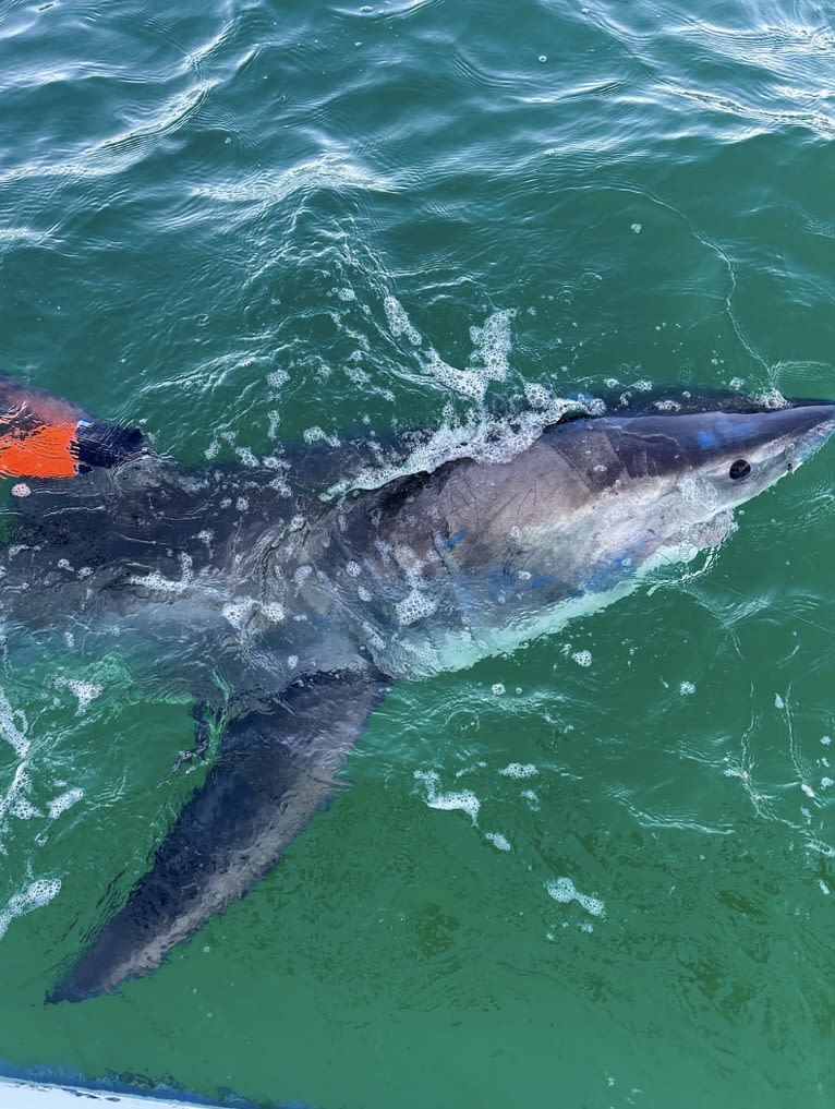 Cape Cod shark researchers get ‘shark’s-eye’ view after putting camera tag on great white