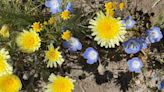 What are all these wildflowers? A guide to 13 blooms you’re likely to see in SLO County