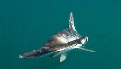 Hammerhead shark photographed swimming off coast of Chatham - The Boston Globe