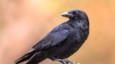 ‘CrowTok’ is trying to rehabilitate the relationship between humans and crows