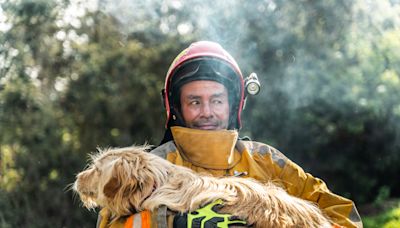 How wildfire smoke impacts pets: Expert advice on keeping your furry friends safe as Canada faces air quality alerts
