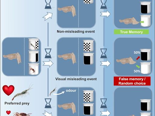 Cuttlefish Can Falsely Remember The Past in The Same Way Humans Do