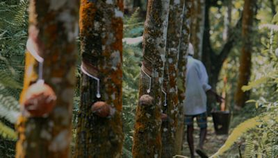 How global factors influence Thailand's rubber market