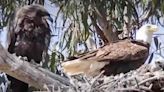 California Bald Eagles Spotted Raising Baby Red-Tailed Hawks in Their Nest Alongside Eaglet