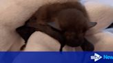 Baby bat returned home after 150-mile trip hiding in holiday suitcase