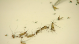 EEE, West Nile virus detected in Mass. mosquitoes for first time in 2024