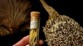 Florida fossil porcupine solves a prickly dilemma 10 million years in the making