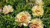 Bushy with big blooms, Itohs blend the best of herbaceous, tree peonies | HeraldNet.com