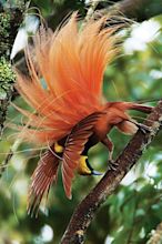 ‘Birds of Paradise’ at the National Geographic Museum - The Washington Post