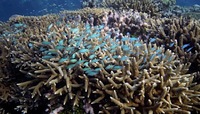 Australia argues against 'endangered' Barrier Reef status