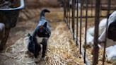 Report on H5N1 in Cattle, Cats Increases Concern of Spillover Event