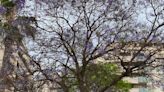 Las jacarandas ensucian pero absorben el CO2 de la ciudad