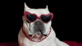 Mandatory TikTok: The Most Amazing Dog Videos of the Week 2-13-23 (Valentine’s Day Edition!)