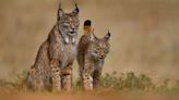 Iberian Lynx No Longer Endangered After Remarkable Recovery