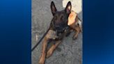 ‘Our hearts are heavy’: Elizabeth Township K-9 officer Eli dies after demonstration at local school