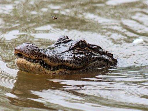 Stop asking your alligator-less friends when they are going to get an alligator